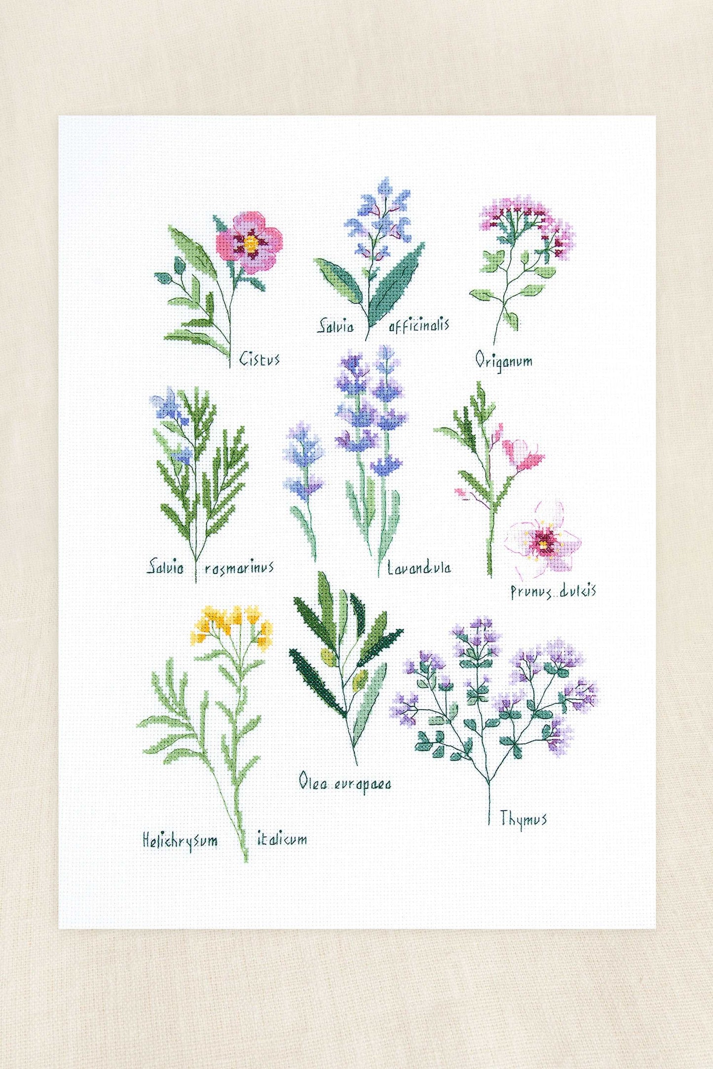 DMC 十字繡材料包 [香草] herbs by nathalie weinzaepflen